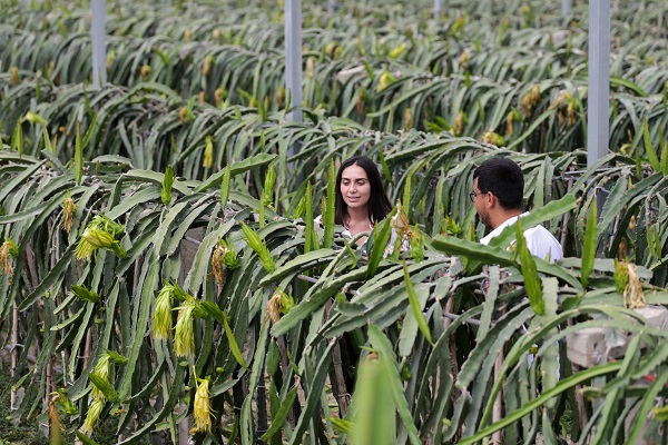 Foto - Hibe desteği aldı tesis kurdu! Hem meyve hem elektrik üretiyorlar