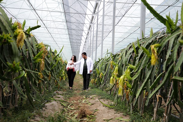 Foto - Hibe desteği aldı tesis kurdu! Hem meyve hem elektrik üretiyorlar