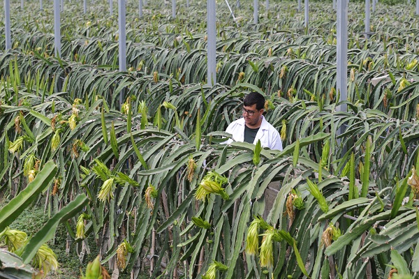 Foto - Hibe desteği aldı tesis kurdu! Hem meyve hem elektrik üretiyorlar