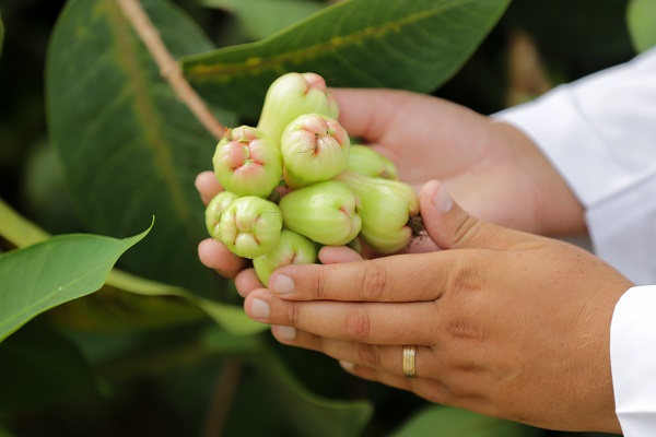 Foto - Hibe desteği aldı tesis kurdu! Hem meyve hem elektrik üretiyorlar