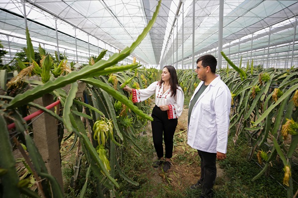 Foto - Hibe desteği aldı tesis kurdu! Hem meyve hem elektrik üretiyorlar
