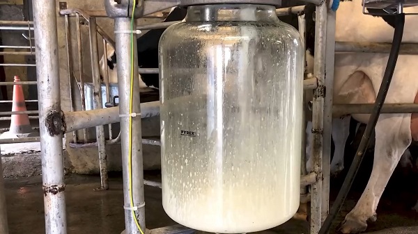 Foto - Hibe desteğiyle üretti! Bu ot hayvanların süt verimini artırıyor