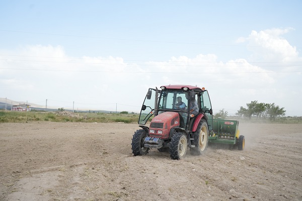 Foto - Hibe desteğiyle üretti! Bu ot hayvanların süt verimini artırıyor
