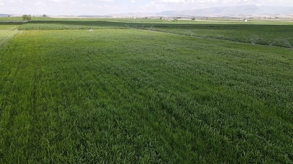 Foto - Hibe desteğiyle üretti! Bu ot hayvanların süt verimini artırıyor