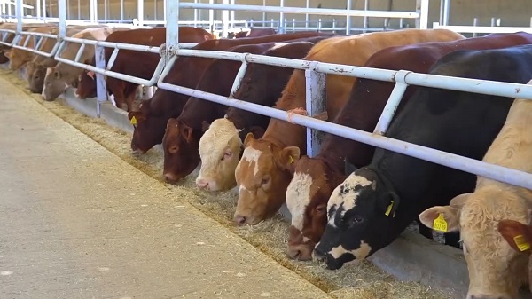 Foto - Hibe desteğiyle üretti! Bu ot hayvanların süt verimini artırıyor