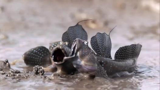 Foto - Hiç böyle bir balık görmüş müydünüz?
