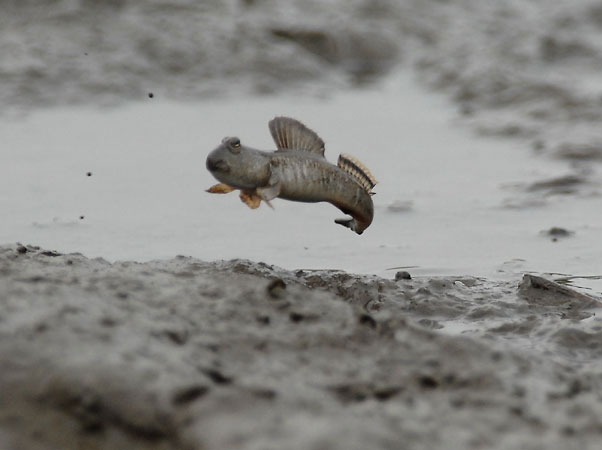 Foto - Hiç böyle bir balık görmüş müydünüz?