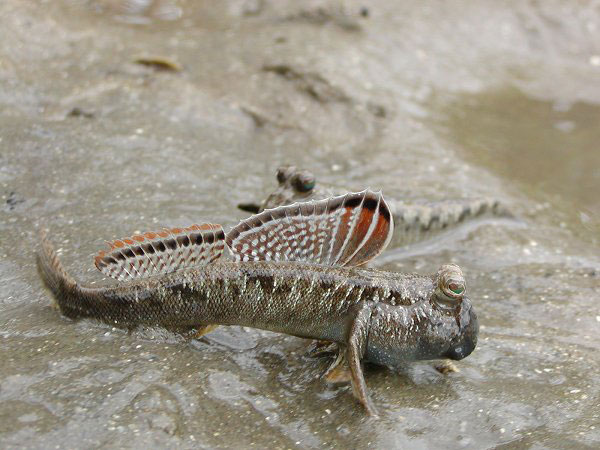 Foto - Hiç böyle bir balık görmüş müydünüz?