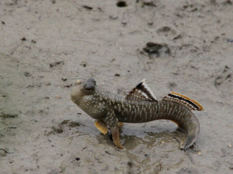 Foto - Hiç böyle bir balık görmüş müydünüz?