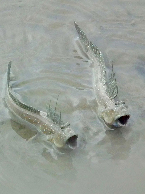 Foto - Hiç böyle bir balık görmüş müydünüz?