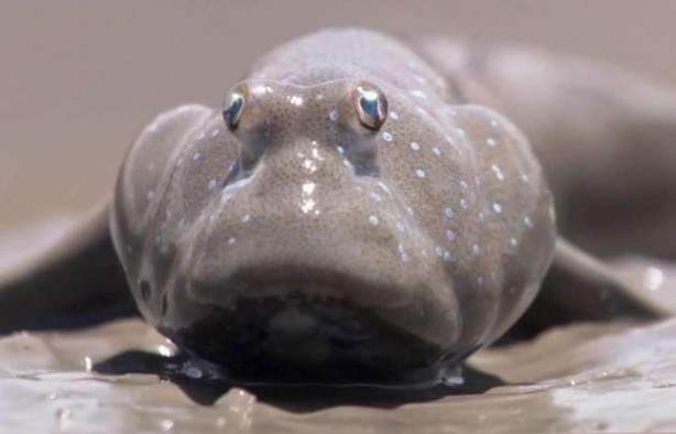 Foto - Hiç böyle bir balık görmüş müydünüz?