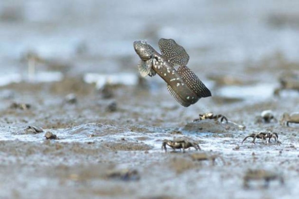 Foto - Hiç böyle bir balık görmüş müydünüz?
