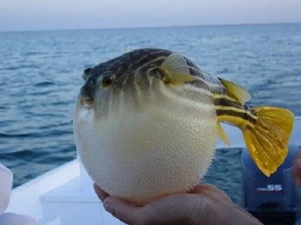 Foto - Hiç kimse ne olduğunu bilmiyor: Görünce çok şaşıracaksınız