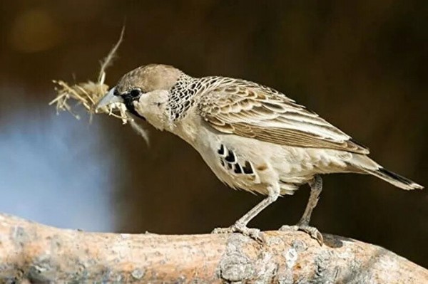 Foto - Hiç kimse ne olduğunu bilmiyor: Görünce çok şaşıracaksınız