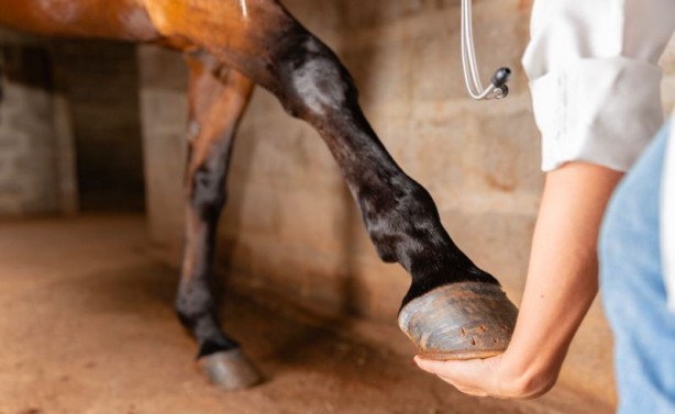 Foto - Hiç merak ettiniz mi? Ayağı kırılan atlar neden öldürülüyor