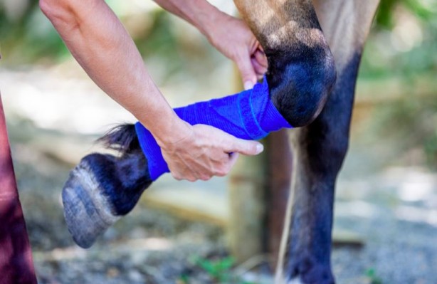 Foto - Hiç merak ettiniz mi? Ayağı kırılan atlar neden öldürülüyor