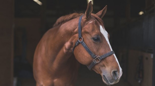 Foto - Hiç merak ettiniz mi? Ayağı kırılan atlar neden öldürülüyor