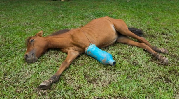 Hiç merak ettiniz mi? Ayağı kırılan atlar neden öldürülüyor