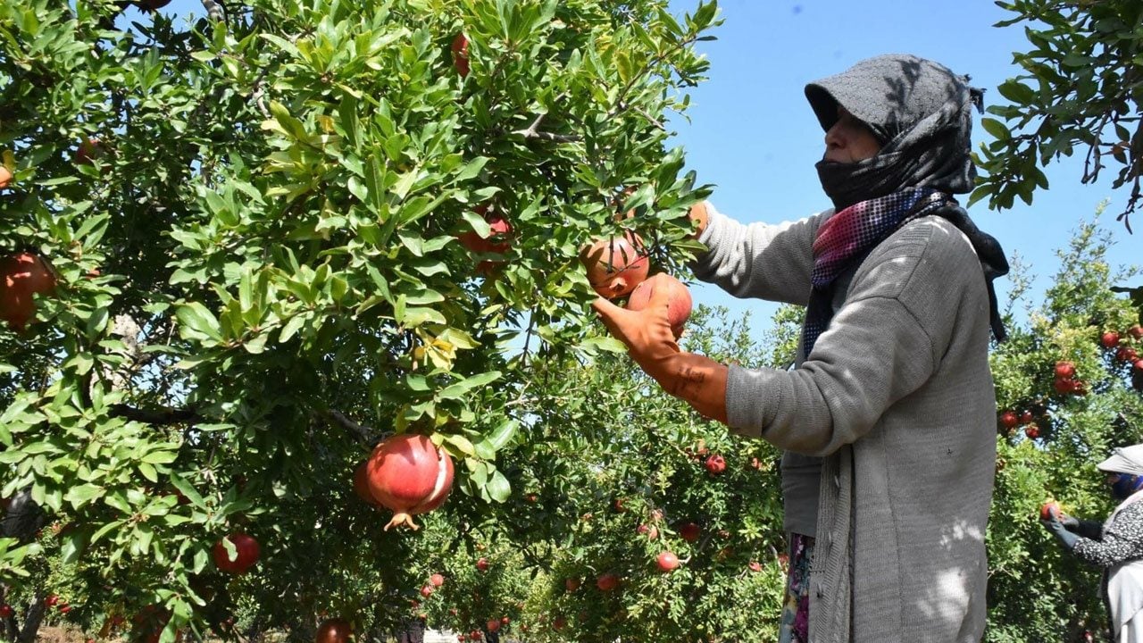 Hicaz narında hasat zamanı! Selçuk'ta yetişiyor dünyaya satılıyor