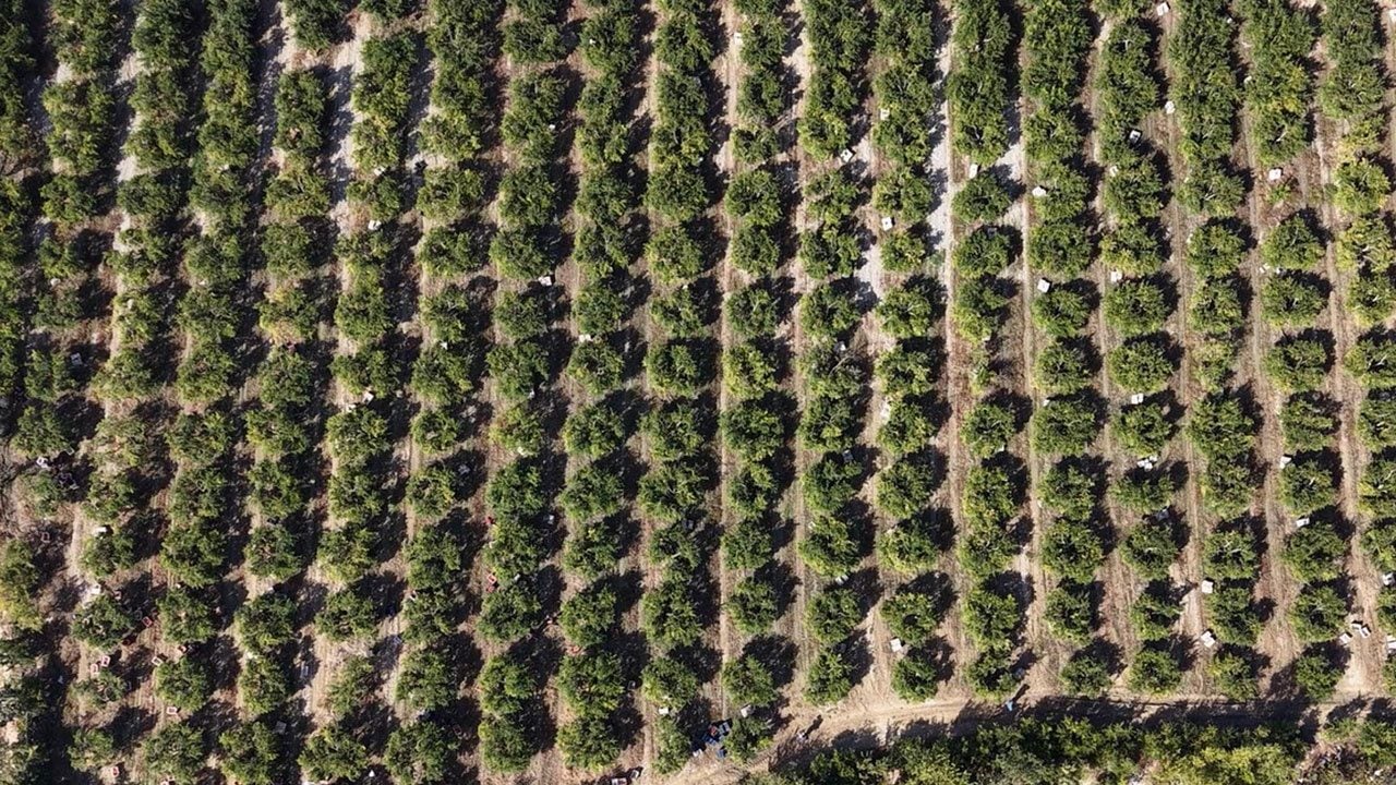 Foto - Hicaz narında hasat zamanı! Selçuk'ta yetişiyor dünyaya satılıyor
