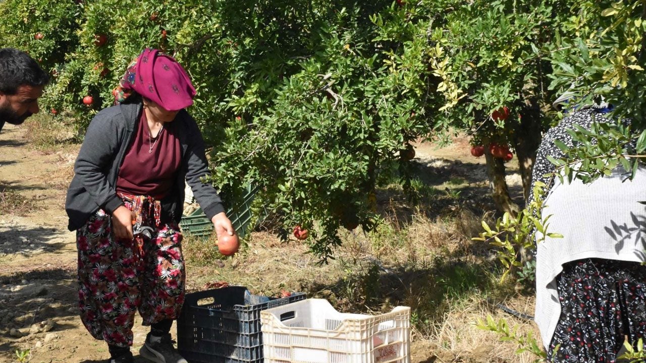 Foto - Hicaz narında hasat zamanı! Selçuk'ta yetişiyor dünyaya satılıyor