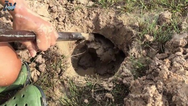 Foto - Hiçbir alet kullanmadan balık tuzağı yaptı