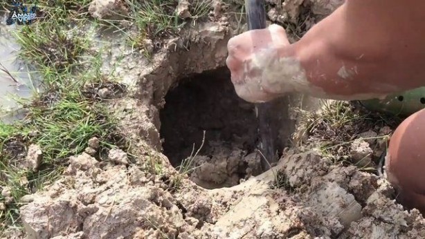 Foto - Hiçbir alet kullanmadan balık tuzağı yaptı