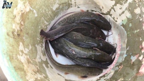 Foto - Hiçbir alet kullanmadan balık tuzağı yaptı