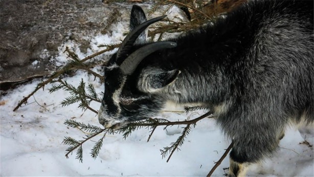 Foto - Hiçbir teknoloji kullanmadan Ortaçağ hayatı yaşıyor!