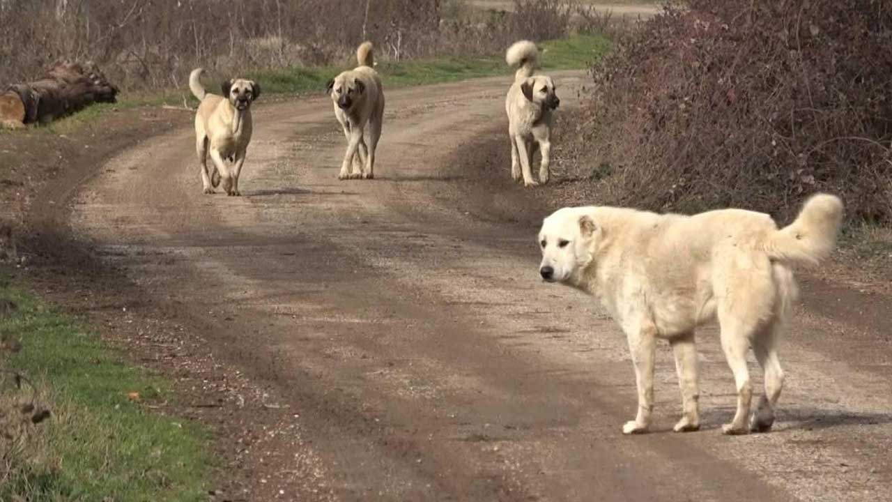 Foto - Hilal Kaplan'dan çok sert eleştiri: Bana tuhaf geliyor! Artık bunu yazmak istemiyorum