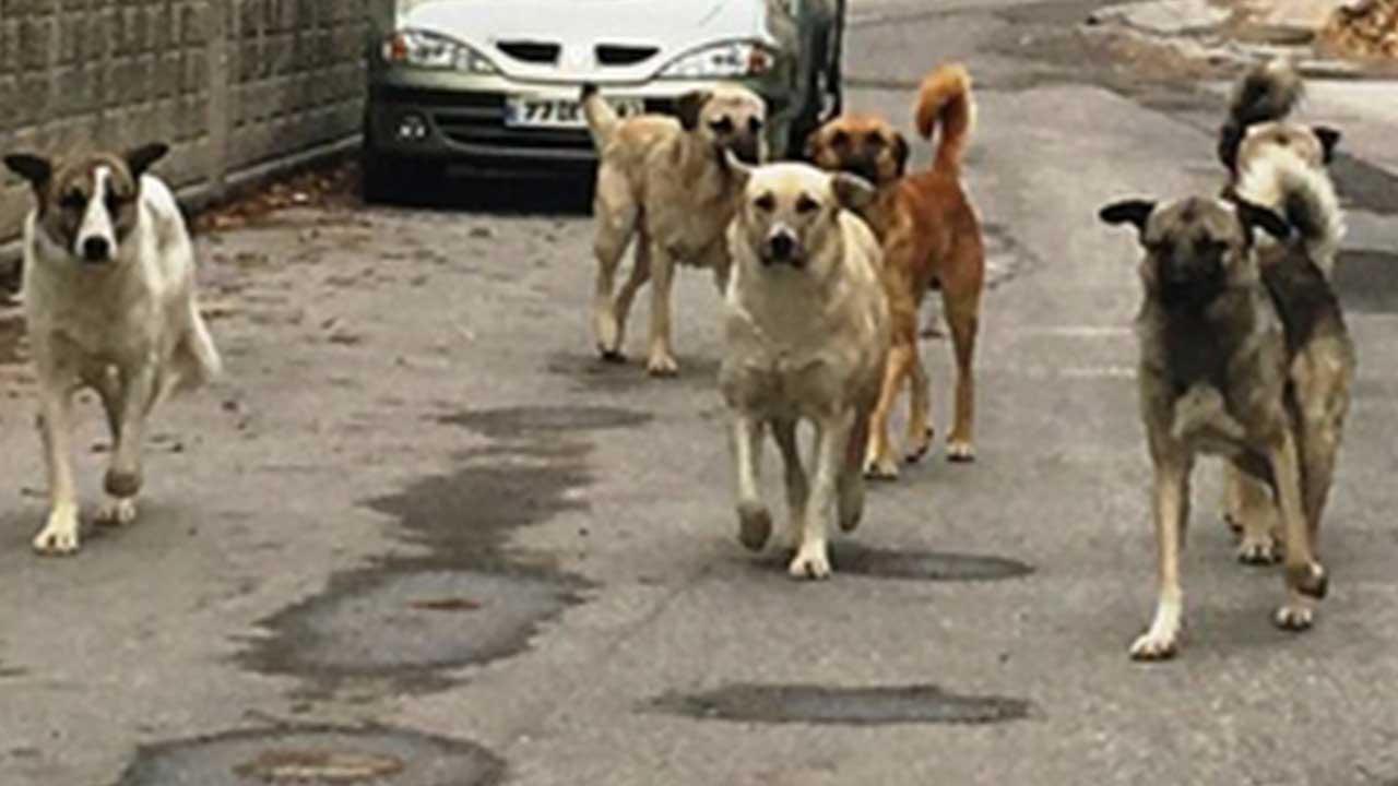 Foto - Hilal Kaplan'dan çok sert eleştiri: Bana tuhaf geliyor! Artık bunu yazmak istemiyorum