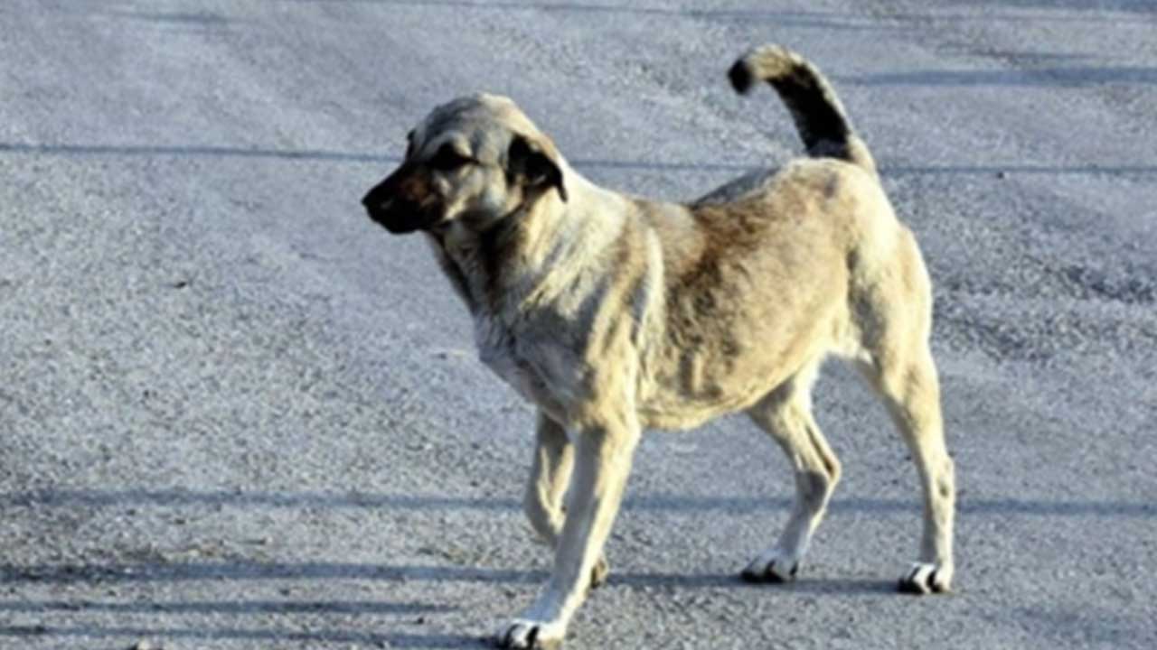 Foto - Hilal Kaplan'dan çok sert eleştiri: Bana tuhaf geliyor! Artık bunu yazmak istemiyorum