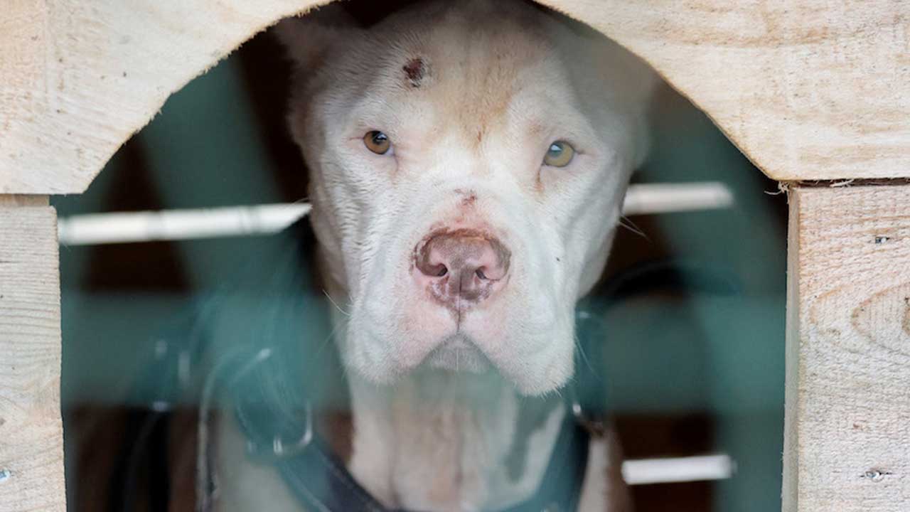 Foto - Hilal Kaplan'dan çok sert eleştiri: Bana tuhaf geliyor! Artık bunu yazmak istemiyorum