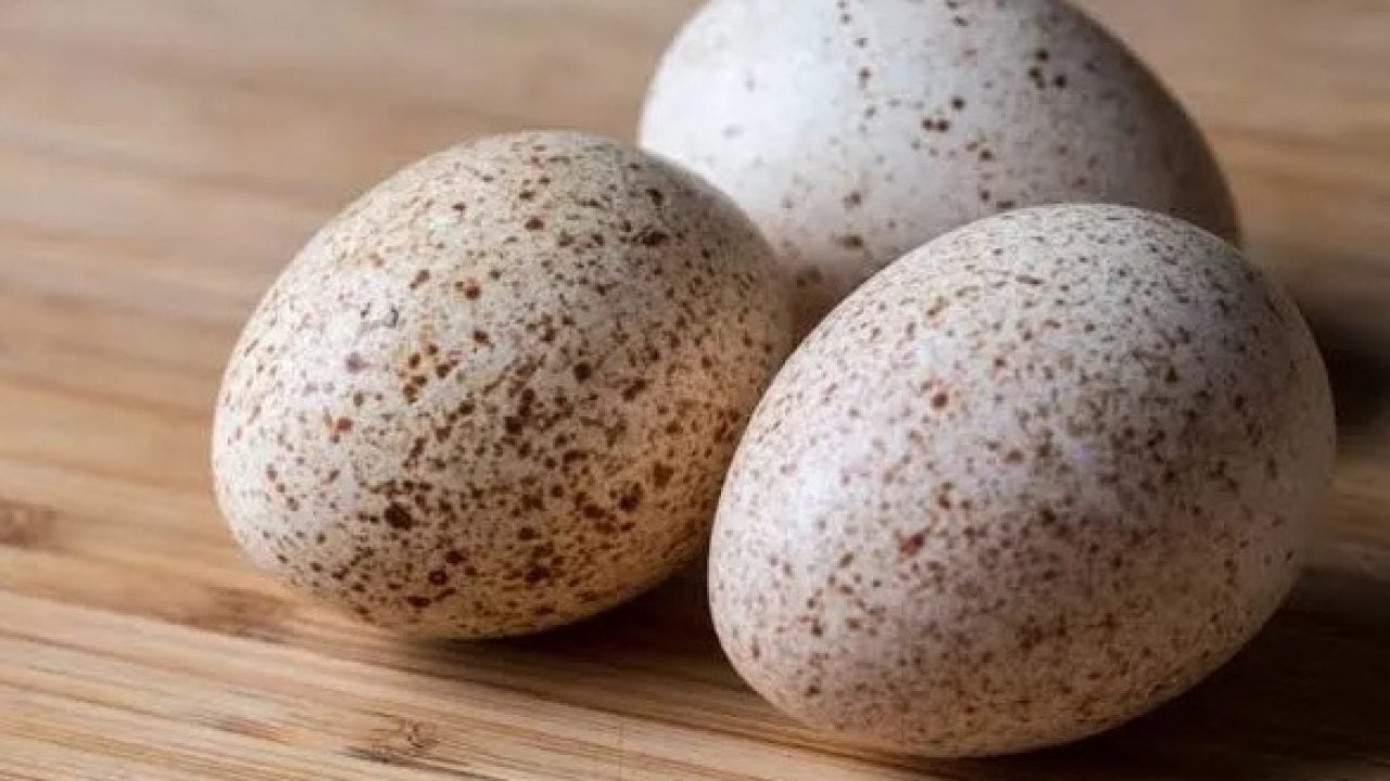 Foto - Hindi yumurtası neden marketlerde satılmıyor? Nedeni bakın neymiş!