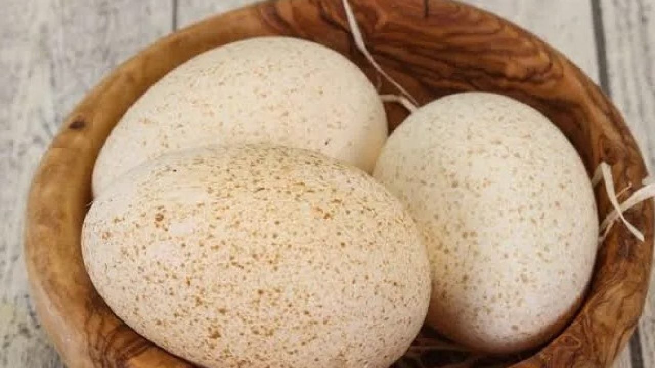 Foto - Hindi yumurtası neden marketlerde satılmıyor? Nedeni bakın neymiş!