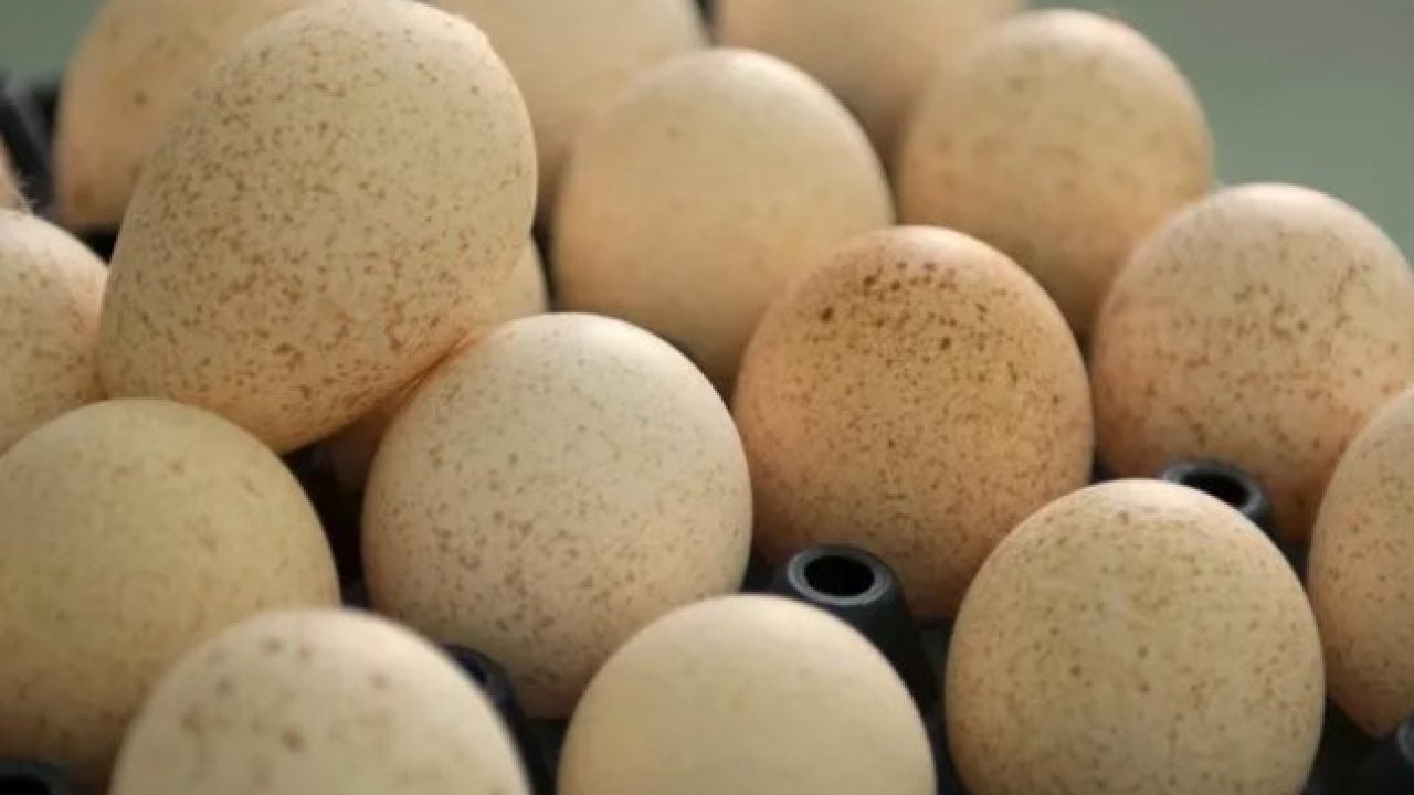 Foto - Hindi yumurtası neden marketlerde satılmıyor? Nedeni bakın neymiş!