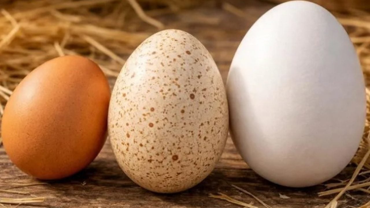 Foto - Hindi yumurtası neden marketlerde satılmıyor? Nedeni bakın neymiş!