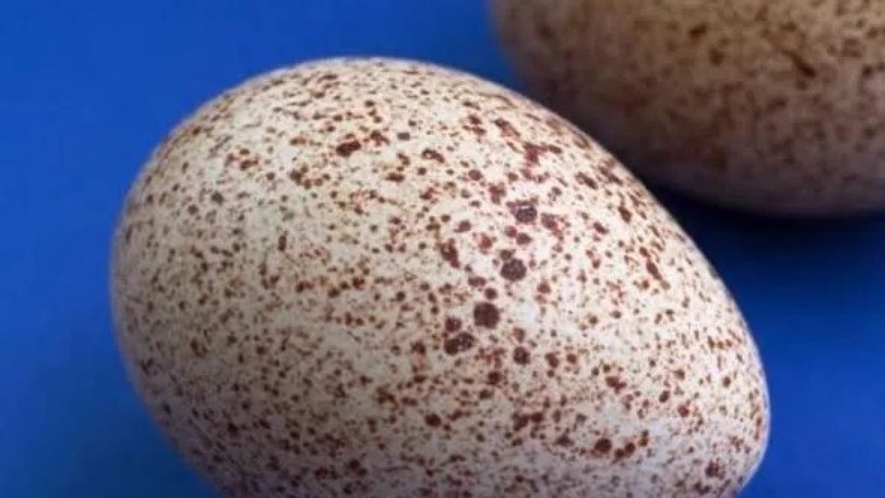Foto - Hindi yumurtası neden marketlerde satılmıyor? Nedeni bakın neymiş!