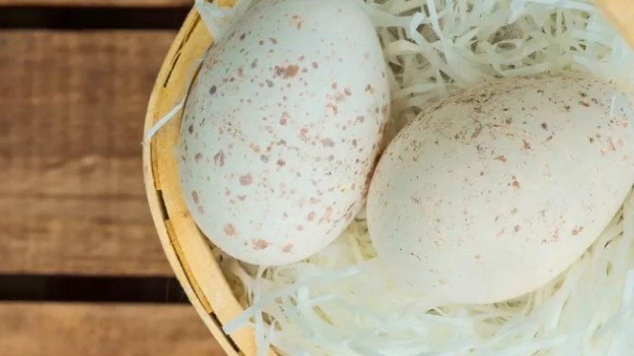 Foto - Hindi yumurtası neden marketlerde satılmıyor? Nedeni bakın neymiş!