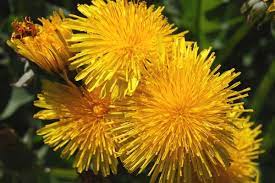 Foto - Hindiba nedir? En güzel bitki: endişe verici virüslere "hayır" deyip, karşı çıkıyor! Siz de test edin