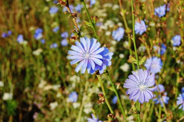 Foto - Hindiba nedir? En güzel bitki: endişe verici virüslere "hayır" deyip, karşı çıkıyor! Siz de test edin