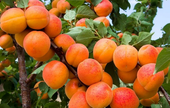 Foto - Hindistan Türkiye'den sipariş etti! Avrupa Türkiye'nin kapısını çaldı: Avrupa’ya kasa kasa gönderiliyor! Rakip tanımıyor