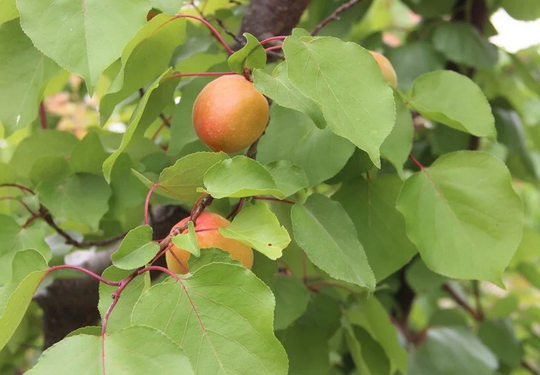 Foto - Hindistan Türkiye'den sipariş etti! Avrupa Türkiye'nin kapısını çaldı: Avrupa’ya kasa kasa gönderiliyor! Rakip tanımıyor