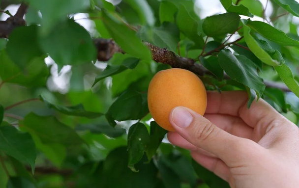 Foto - Hindistan Türkiye'den sipariş etti! Avrupa Türkiye'nin kapısını çaldı: Avrupa’ya kasa kasa gönderiliyor! Rakip tanımıyor
