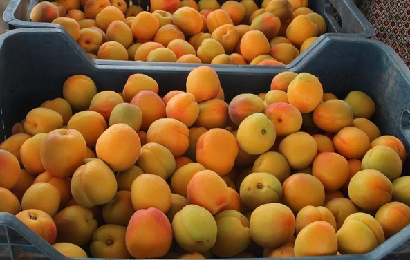 Hindistan Türkiye'den sipariş etti! Avrupa Türkiye'nin kapısını çaldı: Avrupa’ya kasa kasa gönderiliyor! Rakip tanımıyor