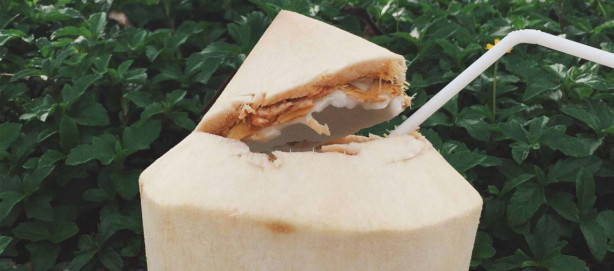 Foto - Hindistancevizi suyu zayıflatıyor!