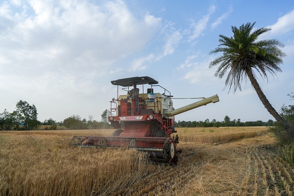 Foto - Hindistan'da buğday hasadı objektiflere yansıdı