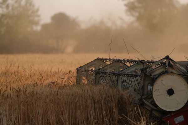 Foto - Hindistan'da buğday hasadı objektiflere yansıdı