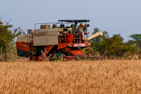 Foto - Hindistan'da buğday hasadı objektiflere yansıdı