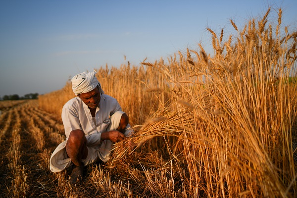 Foto - Hindistan'da buğday hasadı objektiflere yansıdı